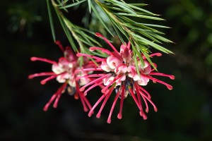 Grevillea Flower In Pink And White